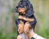 Cocker Spaniel (Working)