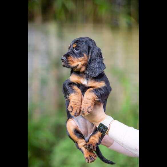 Cocker Spaniel (Working)