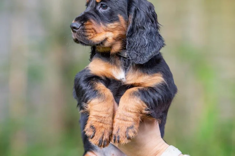 Cocker Spaniel (Working)