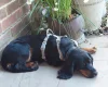 Cocker Spaniel (Working)