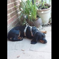 Cocker Spaniel (Working)