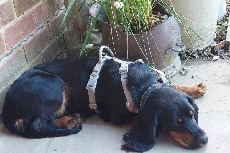 Cocker Spaniel (Working)