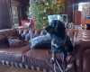 Cocker Spaniel (Working)