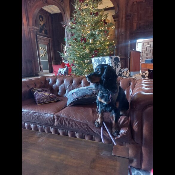 Cocker Spaniel (Working)