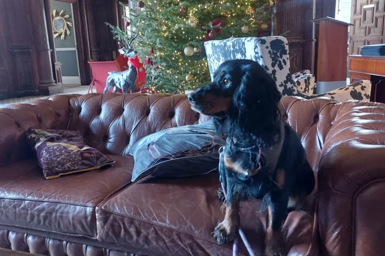 Cocker Spaniel (Working)