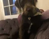 Mixed Breed