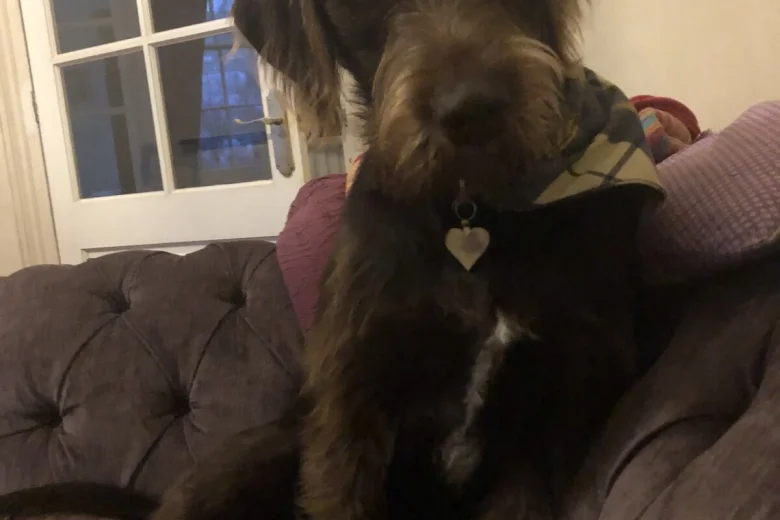 Mixed Breed