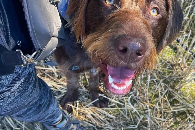 Mixed Breed