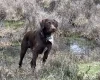Mixed Breed