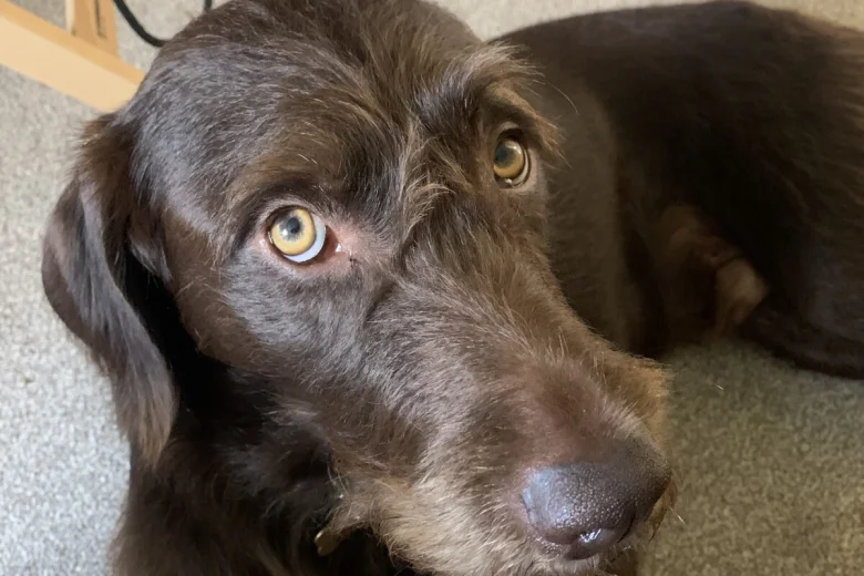 Mixed Breed