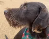 Mixed Breed