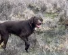 Mixed Breed