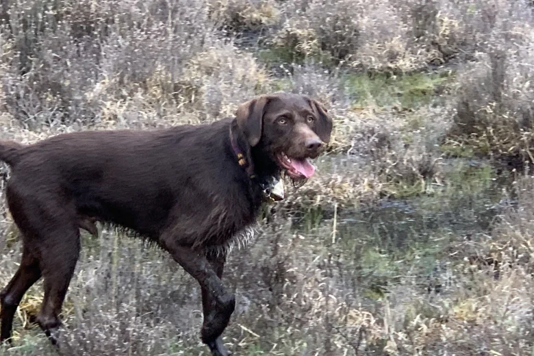 Mixed Breed