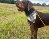 Mixed Breed
