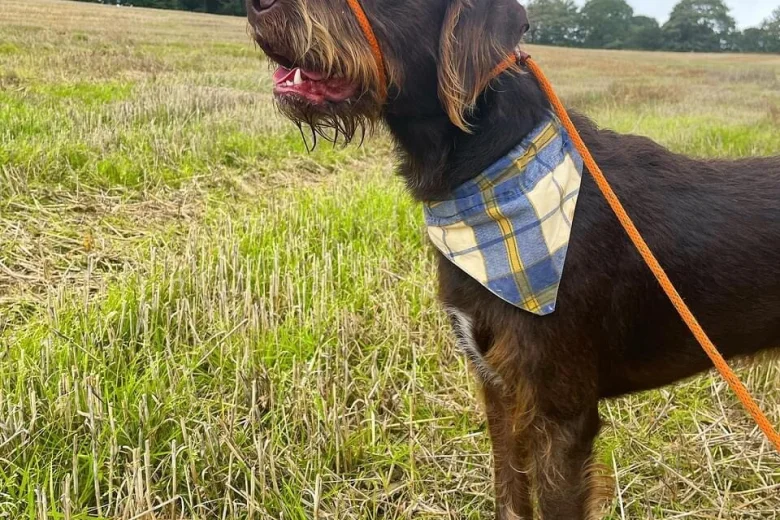 Mixed Breed