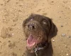 Mixed Breed