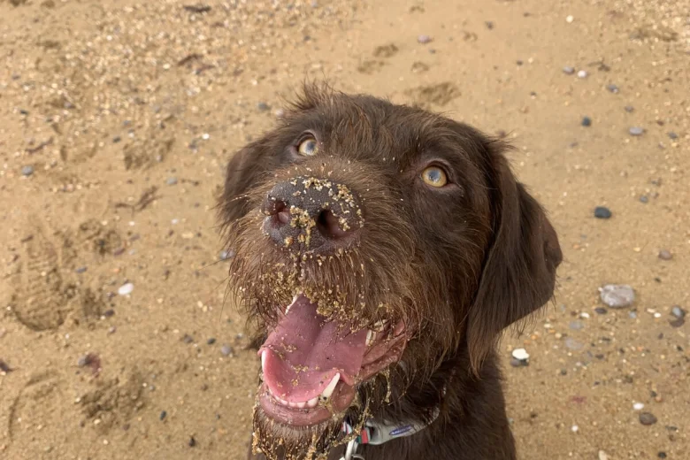 Mixed Breed