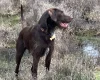Mixed Breed
