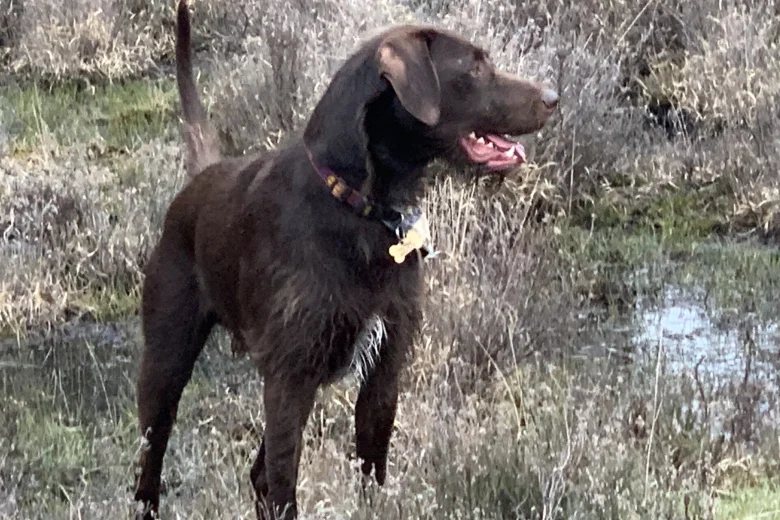 Mixed Breed