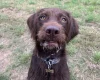 Mixed Breed