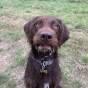 Mixed Breed