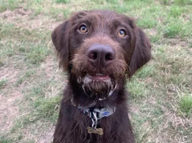 Mixed Breed