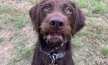 Mixed Breed