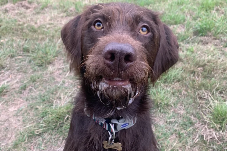 Mixed Breed