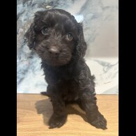 Cockapoo