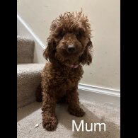 Miniature Poodle