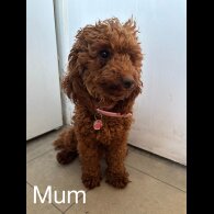 Miniature Poodle