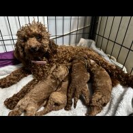 Miniature Poodle