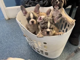 French Bulldog