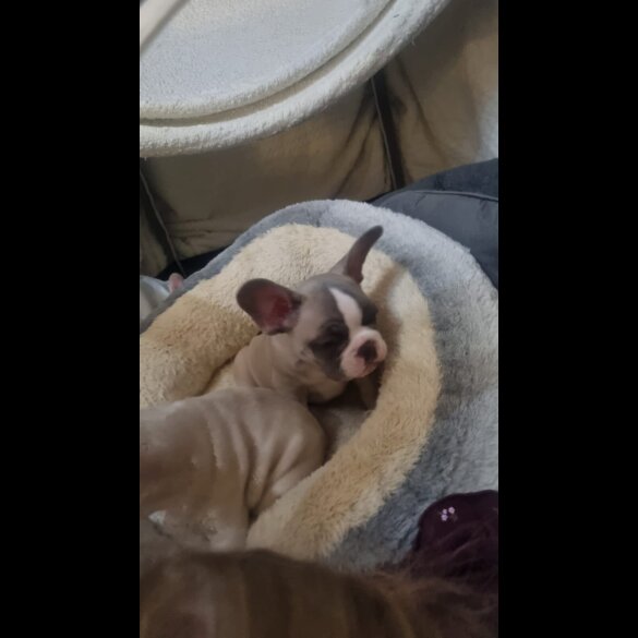 French Bulldog