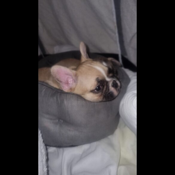 French Bulldog