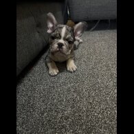 French Bulldog