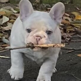 French Bulldog