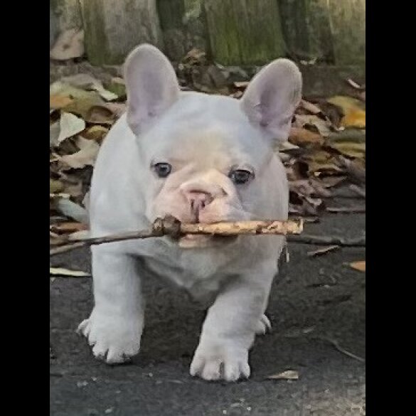 French Bulldog