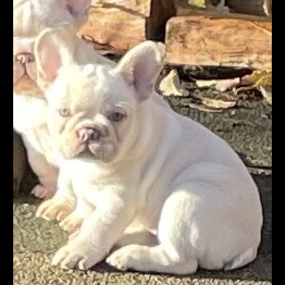 French Bulldog