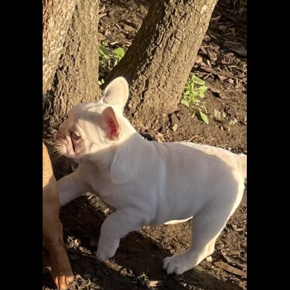 French Bulldog
