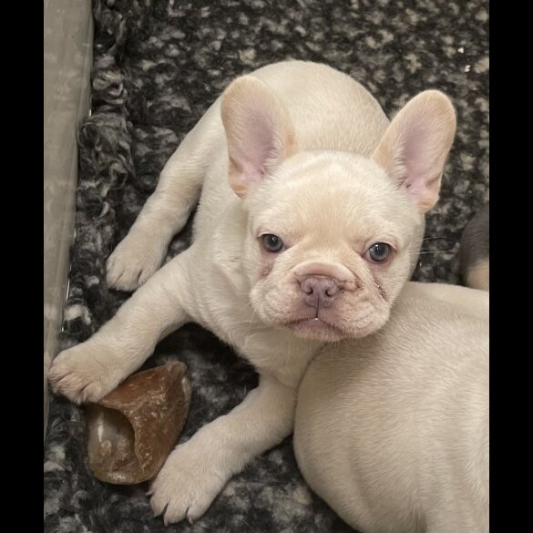 French Bulldog
