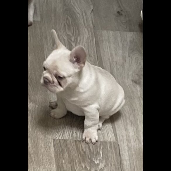 French Bulldog