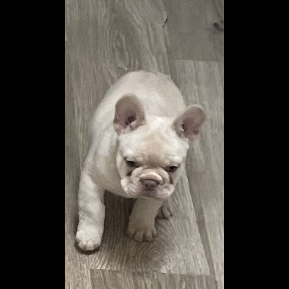 French Bulldog