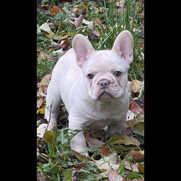 French Bulldog