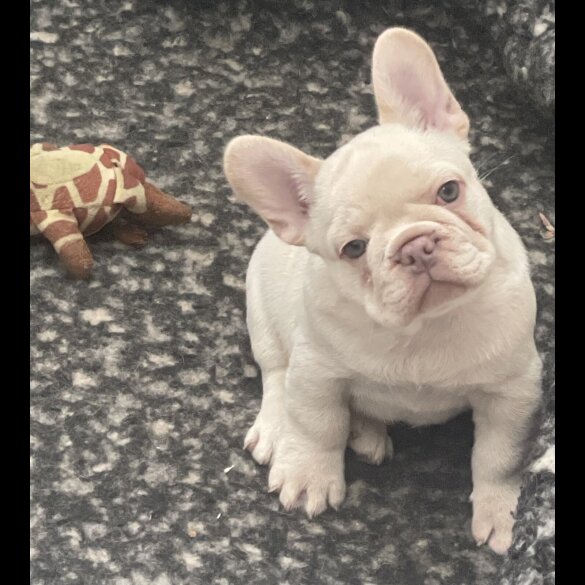 French Bulldog