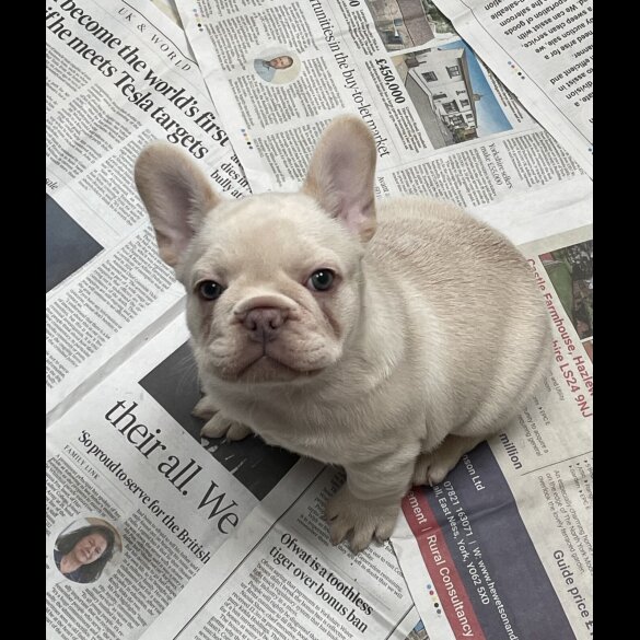 French Bulldog