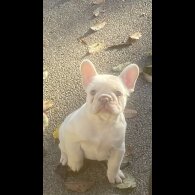 French Bulldog