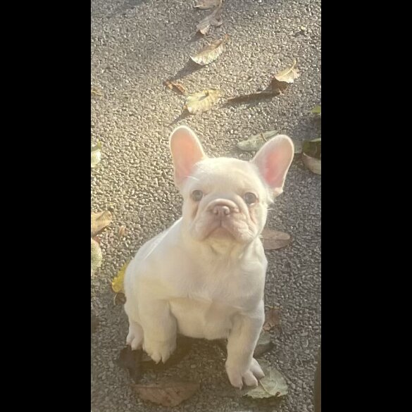 French Bulldog