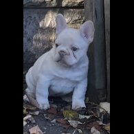 French Bulldog