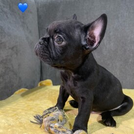 French Bulldog